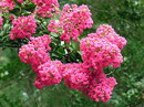 Crape myrtle